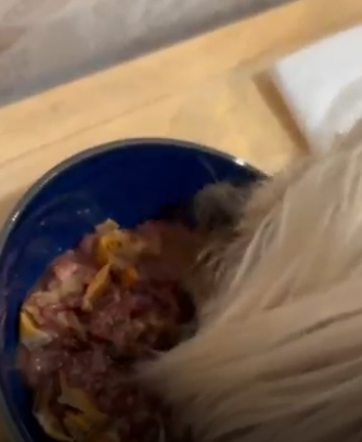 カゲトラくんが食べている写真